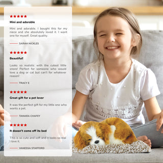 Perfect Petzzz Mini Cavalier King Charles