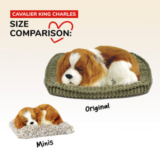 Perfect Petzzz Mini Cavalier King Charles