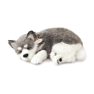 Perfect Petzzz Alaskan Husky