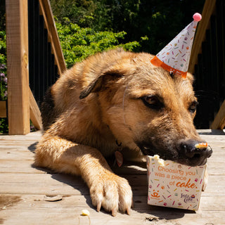 Pet Celebration Cake Kit