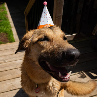 Pet Celebration Cake Kit