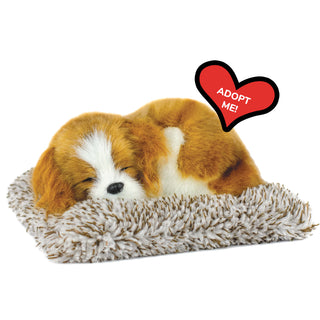 Perfect Petzzz Mini Cavalier King Charles