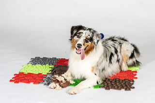 Pets Sensory Snuffle Set