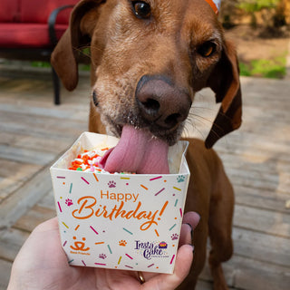 Pet Celebration Cake Kit