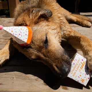 Pet Celebration Cake Kit