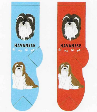 Havanese Socks